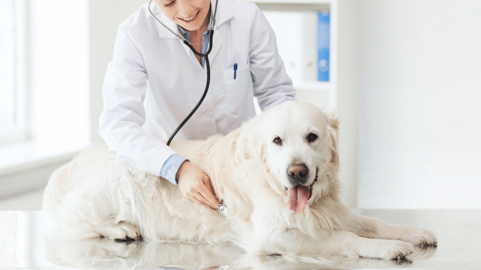 a veterinarian examining the dog