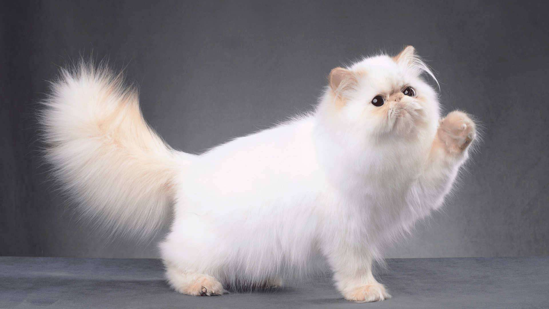 A white cat with a bushy tail raised in an expressive manner.