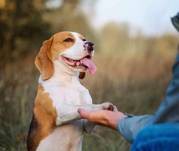 a trainer hold dog paw