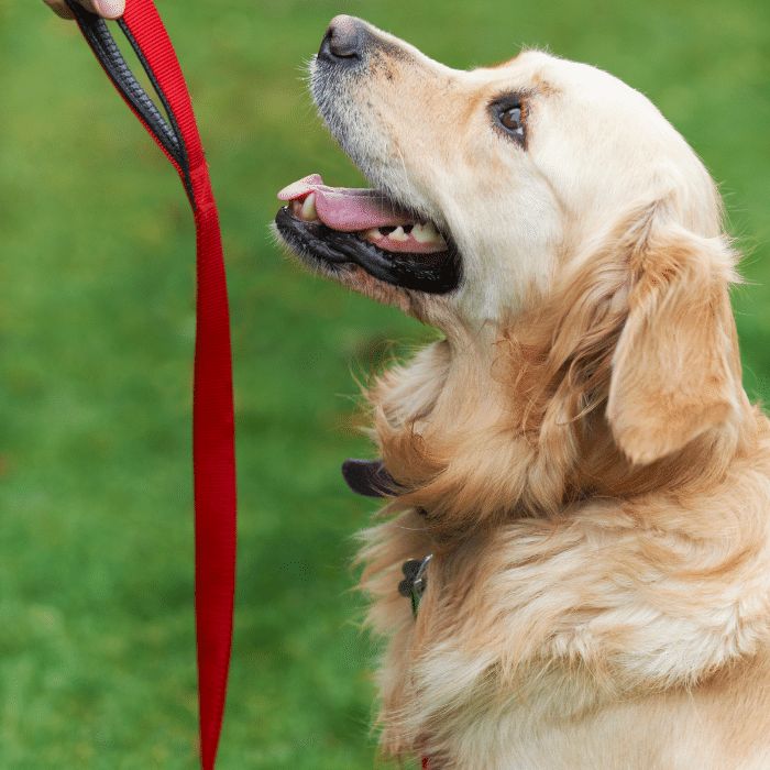 Golden retriever dog looking up