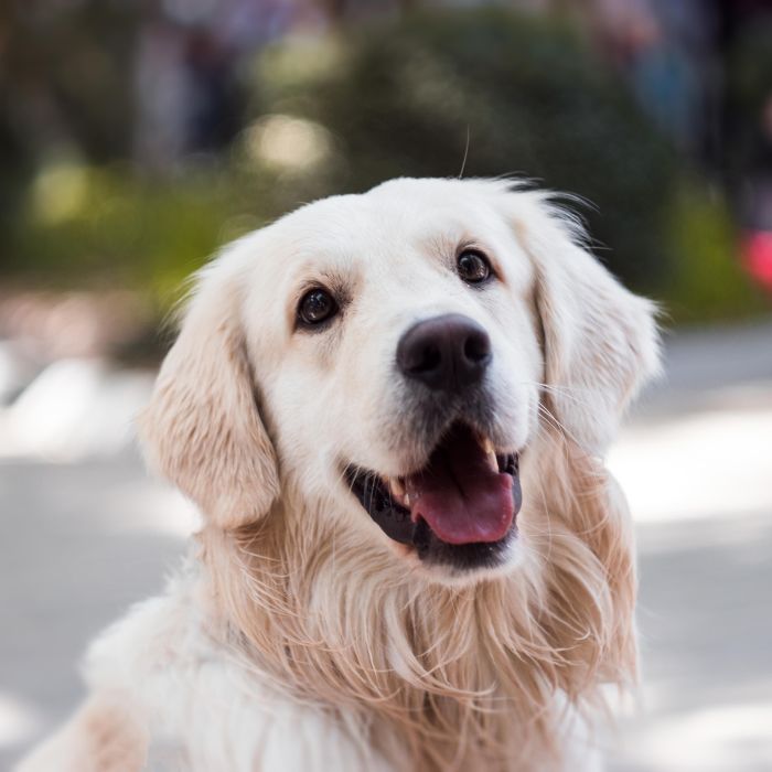 golden retriever dog with an open mouth and tongue out